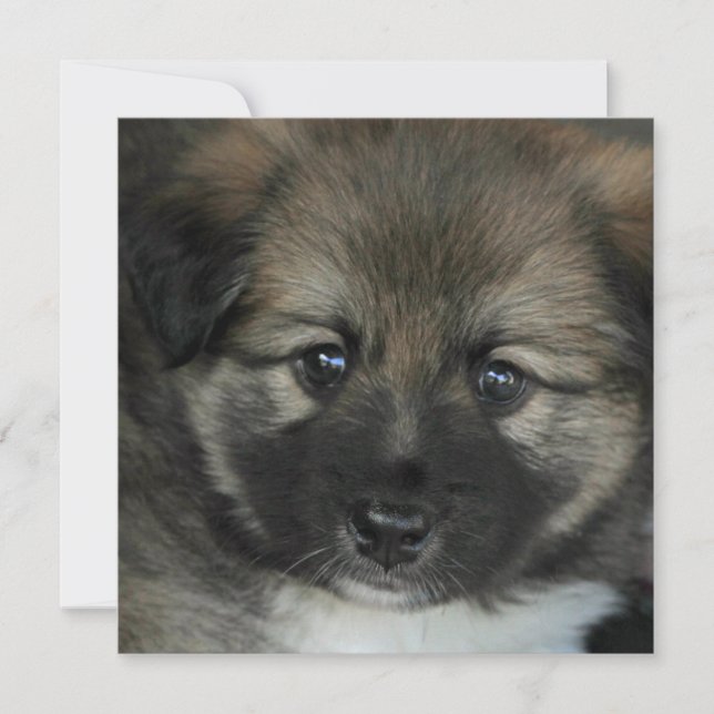 Isländisch Sheepdog 2014-0808 (Vorderseite)