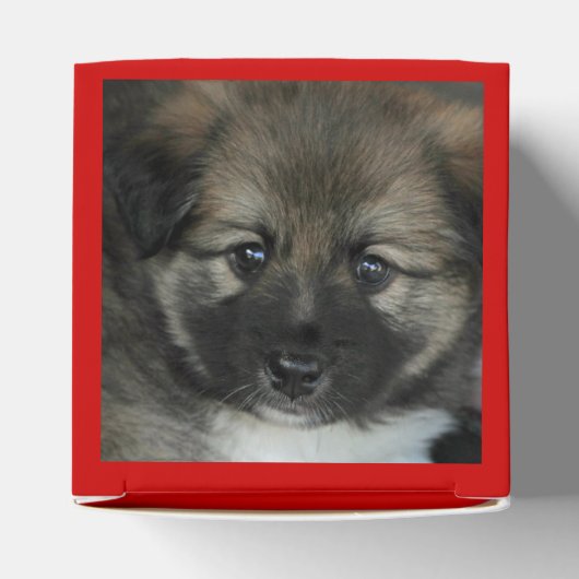 Isländisch Sheepdog 2014-0808 Geschenkschachtel (Oben)