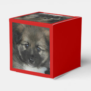 Isländisch Sheepdog 2014-0808 Geschenkschachtel