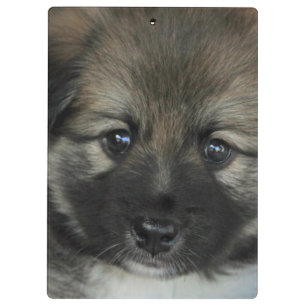 Isländisch Sheepdog 2014-0808 Klemmbrett