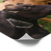 Isländische Kühe Poster (Ecke)