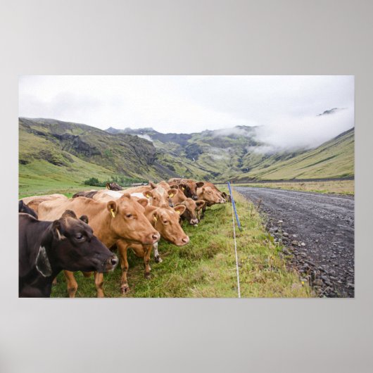 Isländische Kühe Poster (Vorne)