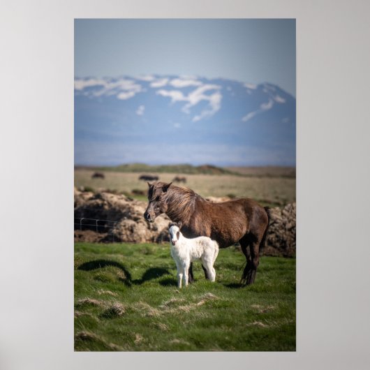 Isländische Mare und Foal Poster (Vorne)