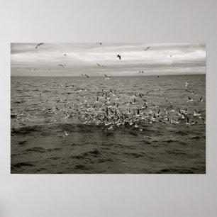 Isländische Menge der Vögel Poster