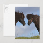 Isländische Pferde gegenüberstehen Postkarte (Vorne/Hinten)