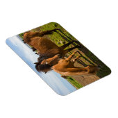 Isländische Pferde Graze Magnet (Rechte Seite)