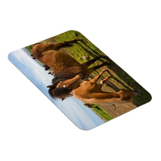 Isländische Pferde Graze Magnet (Rechte Seite)