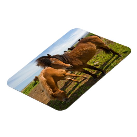 Isländische Pferde Graze Magnet (Linke Seite)