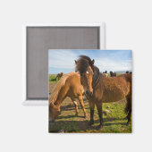 Isländische Pferde Graze Magnet (Vorderseite/Rückseite)
