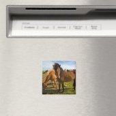 Isländische Pferde Graze Magnet (In Situ (Geschirrspüler))