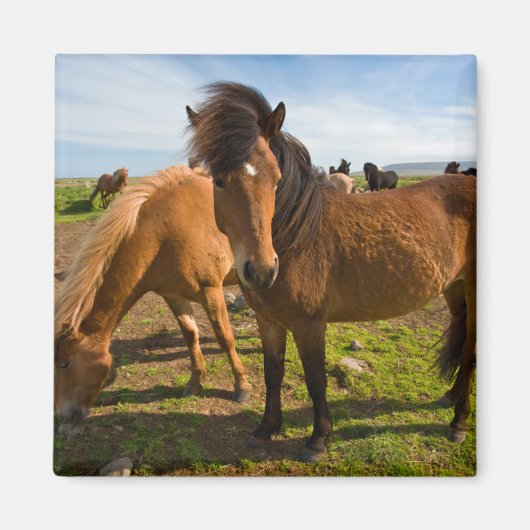 Isländische Pferde Graze Magnet (Vorne)