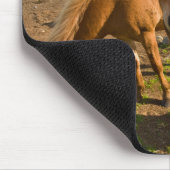 Isländische Pferde Graze Mousepad (Ecke)