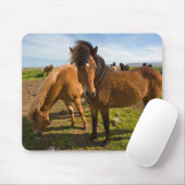 Isländische Pferde Graze Mousepad (Mit Mouse)