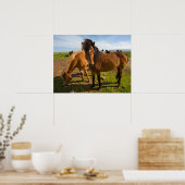Isländische Pferde Graze Poster (Küche)