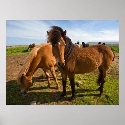 Isländische Pferde Graze Poster (Vorne)