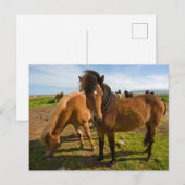 Isländische Pferde Graze Postkarte (Vorne/Hinten)