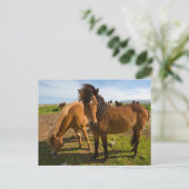 Isländische Pferde Graze Postkarte (Stehend Vorderseite)