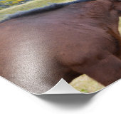 Isländische Pferde grüßen einander Fotodruck (Ecke)