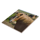 Isländische Pferde im Nordosten Islands Fliese (Seite)