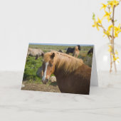 Isländische Pferde im Nordosten Islands Karte (Gelbe Blume)