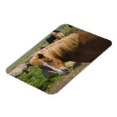 Isländische Pferde im Nordosten Islands Magnet (Linke Seite)