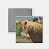 Isländische Pferde im Nordosten Islands Magnet (Vorderseite/Rückseite)