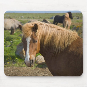 Isländische Pferde im Nordosten Islands. Mousepad