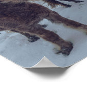 Isländische Pferde im Schnee | Island Foto Poster (Ecke)