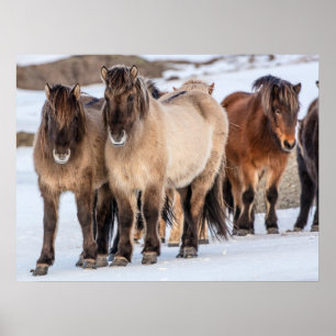 Isländische Pferde im Winter bei Höfn, Island Poster