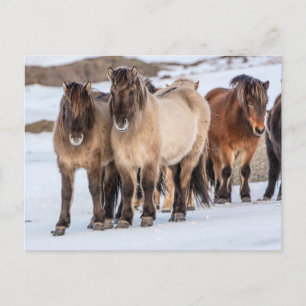 Isländische Pferde im Winter bei Höfn, Island Postkarte