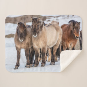 Isländische Pferde im Winter bei Höfn, Island Sherpadecke