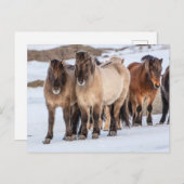 Isländische Pferde im Winter in der Nähe von Hofn, Postkarte (Vorne/Hinten)
