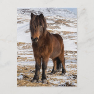 Isländische Pferde im Winter Postkarte