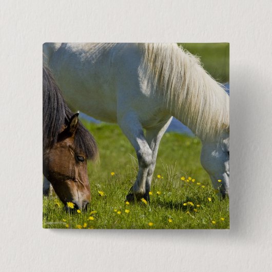 Isländische Pferde in Western Island. Button (Vorderseite)