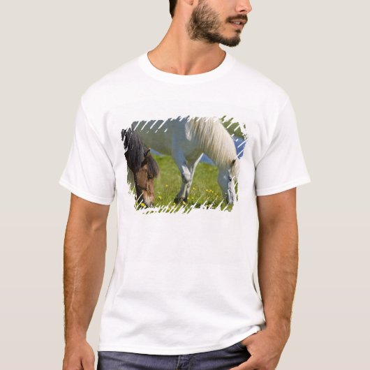 Isländische Pferde in Western Island. T-Shirt (Vorderseite)