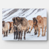 Isländische Pferde in Winterweide in der Nähe von Fotoplatte (Vorderseite)