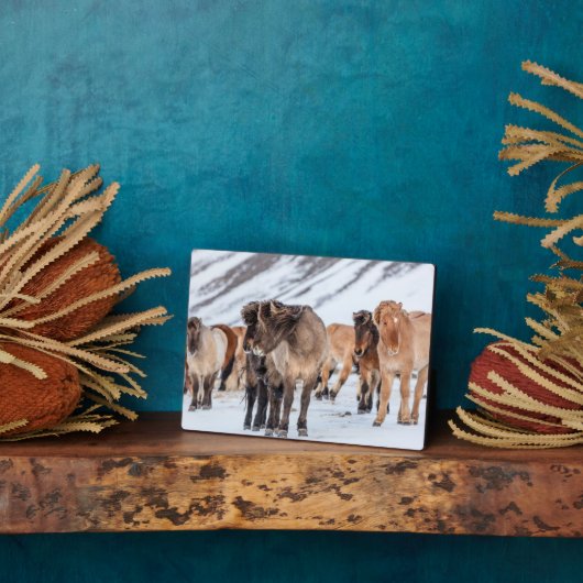 Isländische Pferde in Winterweide in der Nähe von Fotoplatte (Seite)