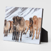 Isländische Pferde in Winterweide in der Nähe von Fotoplatte (Seite)