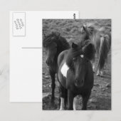 Isländische Pferde IV Postkarte (Vorne/Hinten)