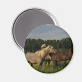 Isländische Pferde Magnet (Vorderseite/Rückseite)