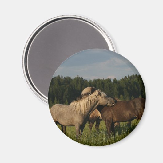 Isländische Pferde Magnet (Vorderseite/Rückseite)