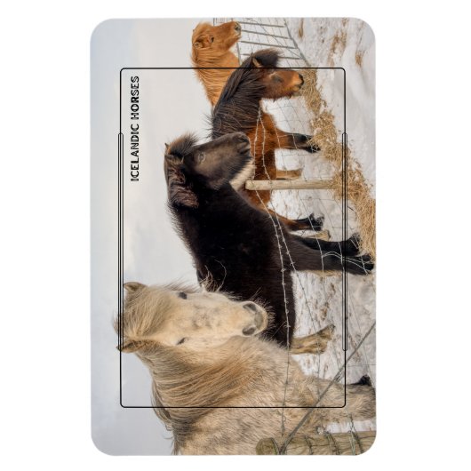 Isländische Pferde Magnet (Vertikal)