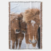 Isländische Pferde-Nussbaum, Island Decke (Vorderseite Vertikal)