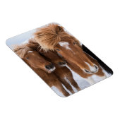 Isländische Pferde-Nussbaum, Island Magnet (Rechte Seite)