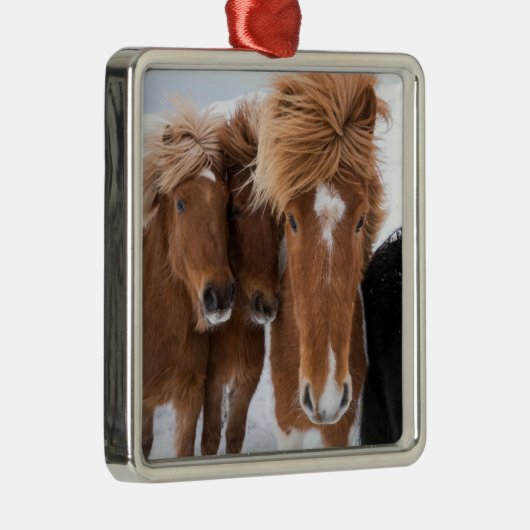 Isländische Pferde-Nussbaum, Island Ornament Aus Metall (Rechts)