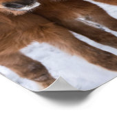 Isländische Pferde-Nussbaum, Island Poster (Ecke)