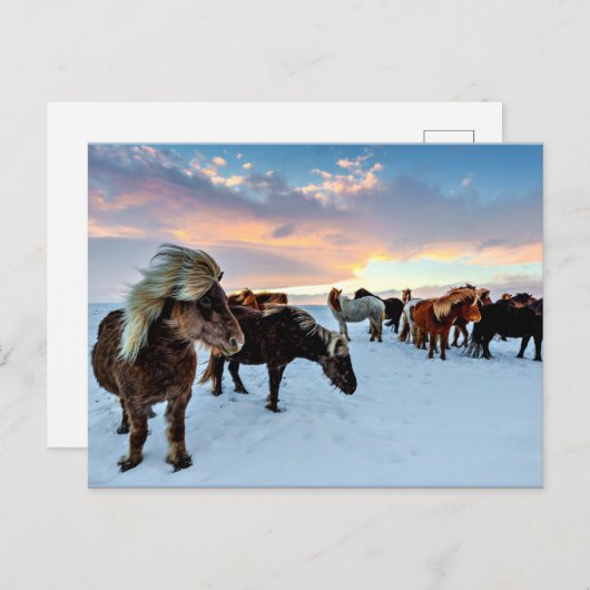 Isländische Pferde Postkarte (Vorne/Hinten)