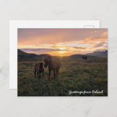 Isländische Pferde - Postkarte (Vorne/Hinten)