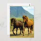 Isländische Pferde Postkarte (Vorne/Hinten)