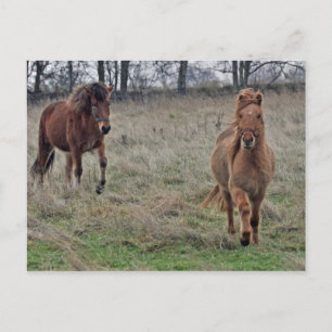Isländische Pferde Postkarte
